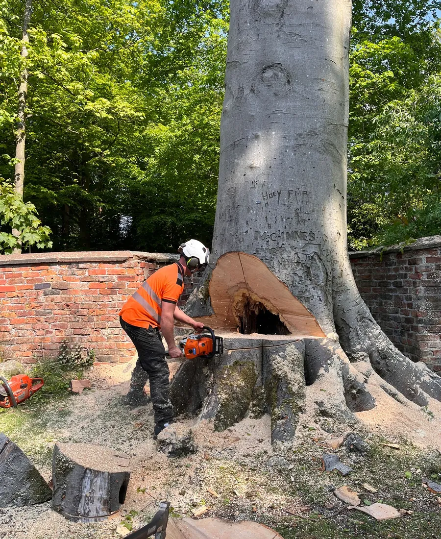 Ryan cutting the face out of a large beech before felling it, sawdust across the ground