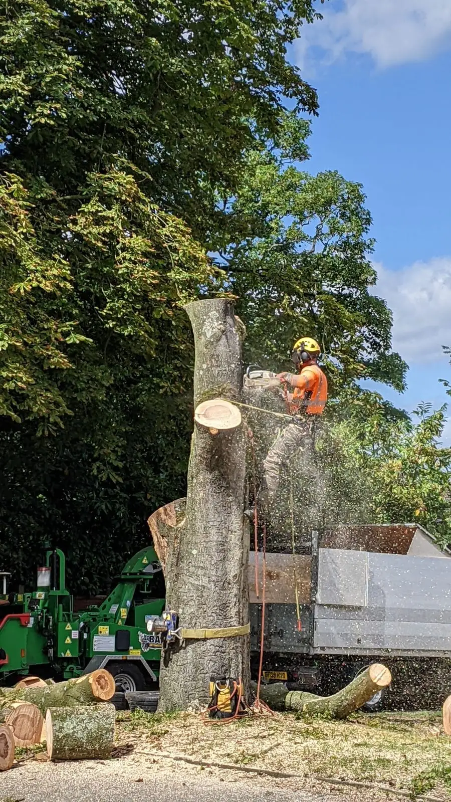 Climber sectionally felling a large tree trunk with the Bandit chipper below