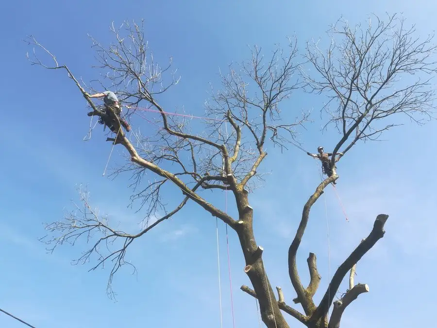 Climber working high in the canopy of a mature tree