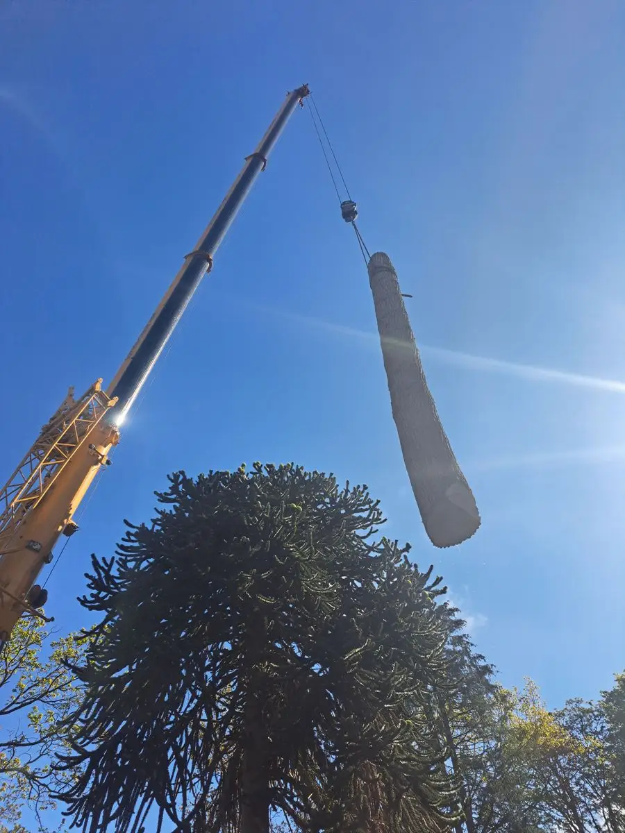 Crane lifting a large tree section against a bright blue sky next to a monkey puzzle tree