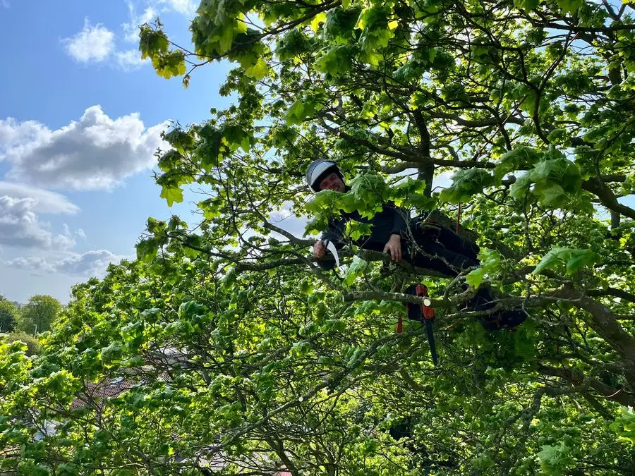 Tree surgeon working in the canopy of a large tree on a bright sunny day