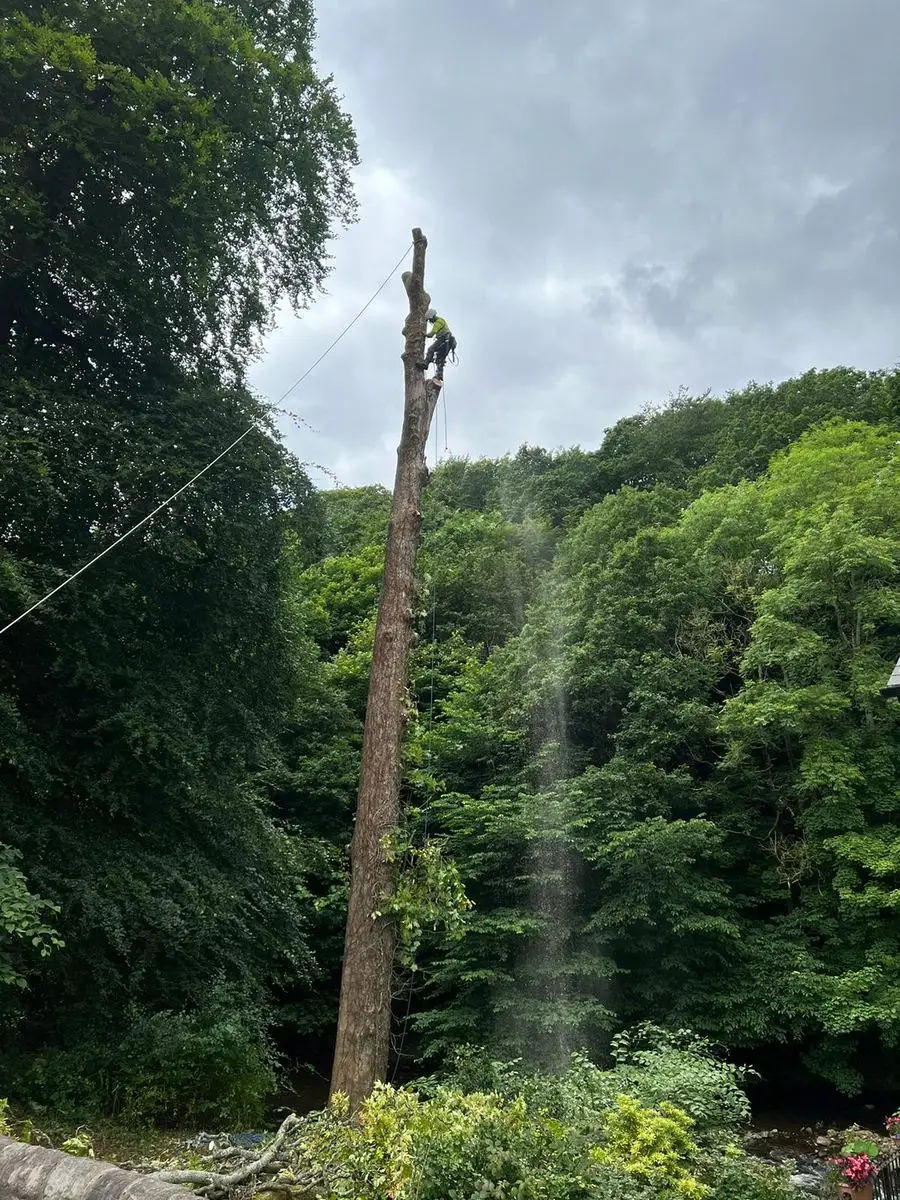 Tree surgeon climbing a tall dead tree for safe dismantling