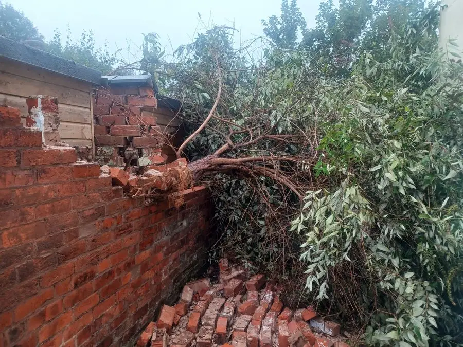 Fallen tree resting against a damaged brick wall