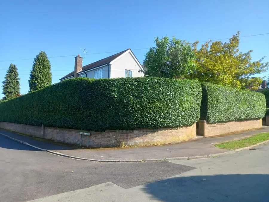 Neatly trimmed large roadside hedge, flat top and clean sides