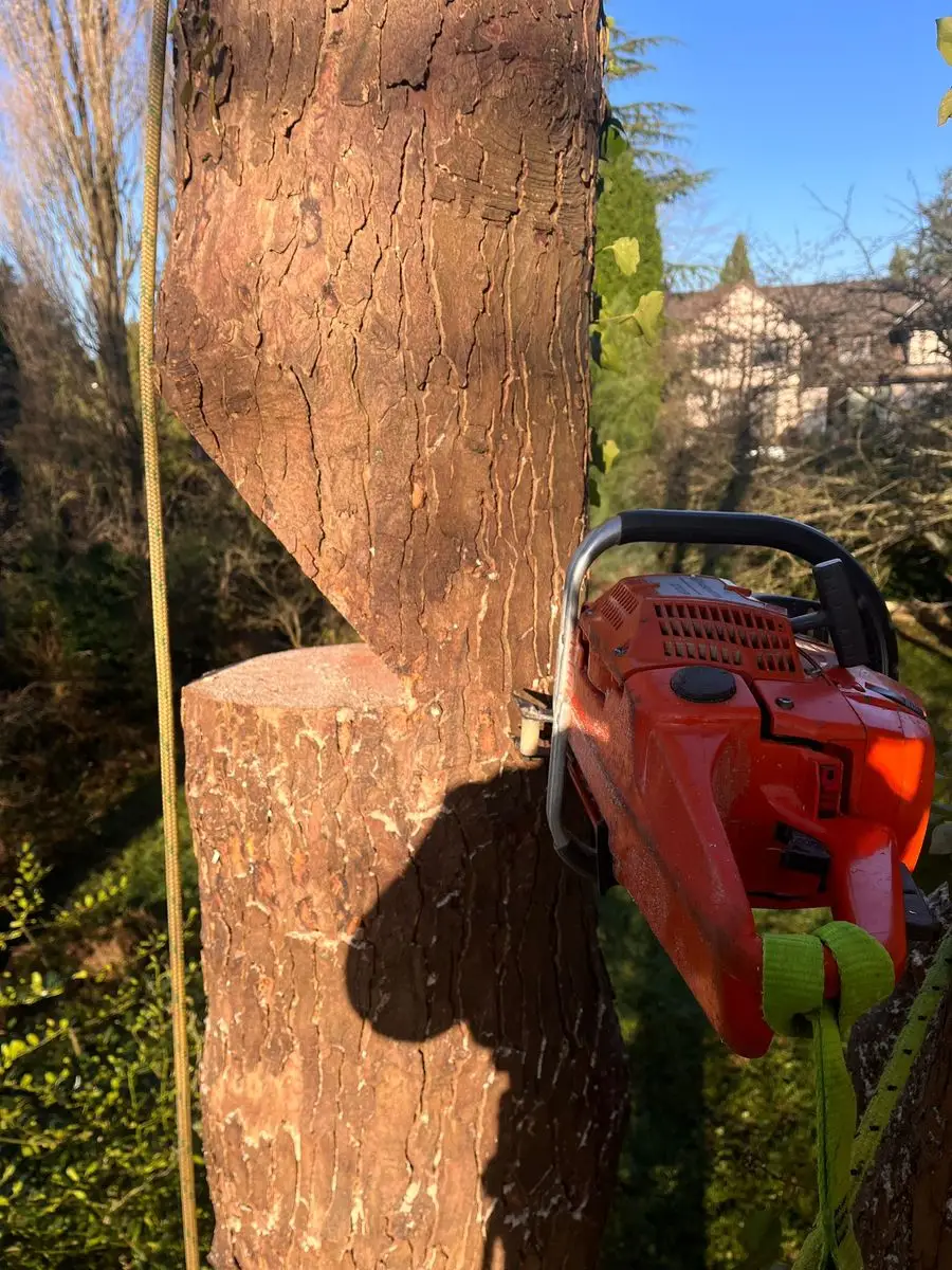 Close up chainsaw cut on a tree trunk