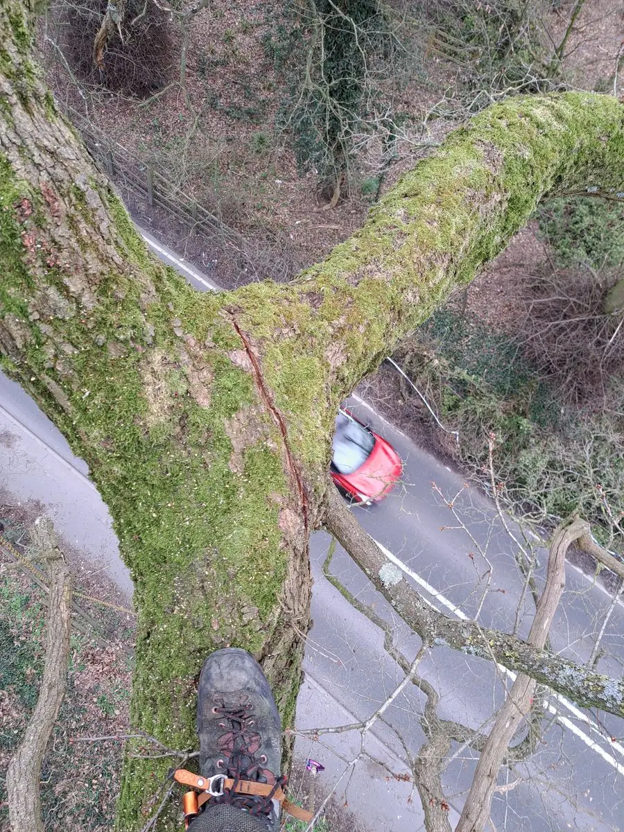 View looking straight down a tree trunk at a car parked on the road below