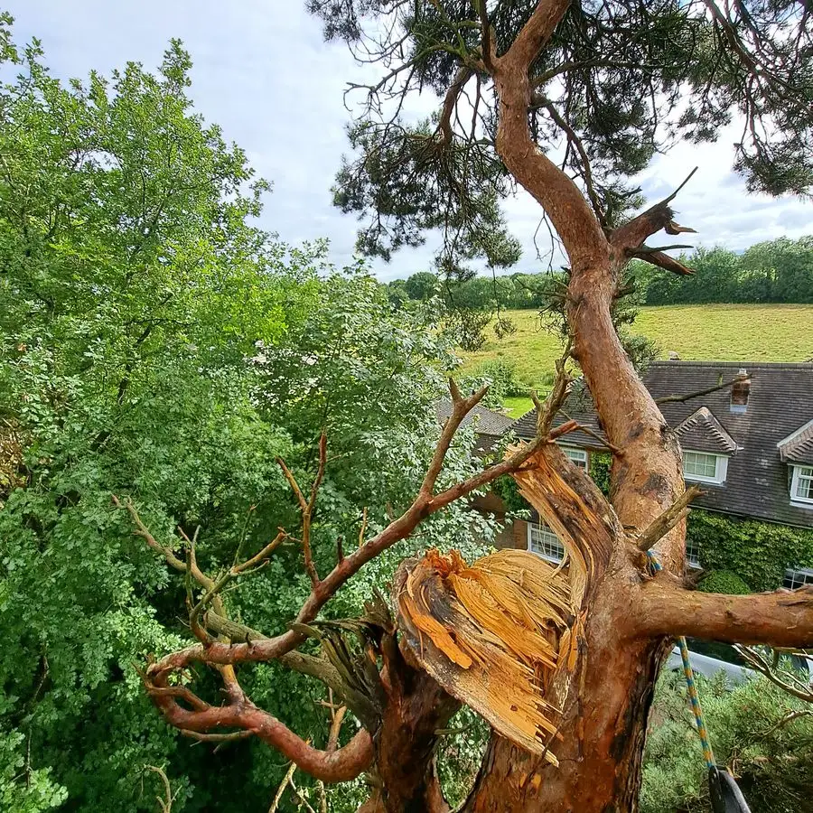 Storm-split tree with shredded trunk near a house
