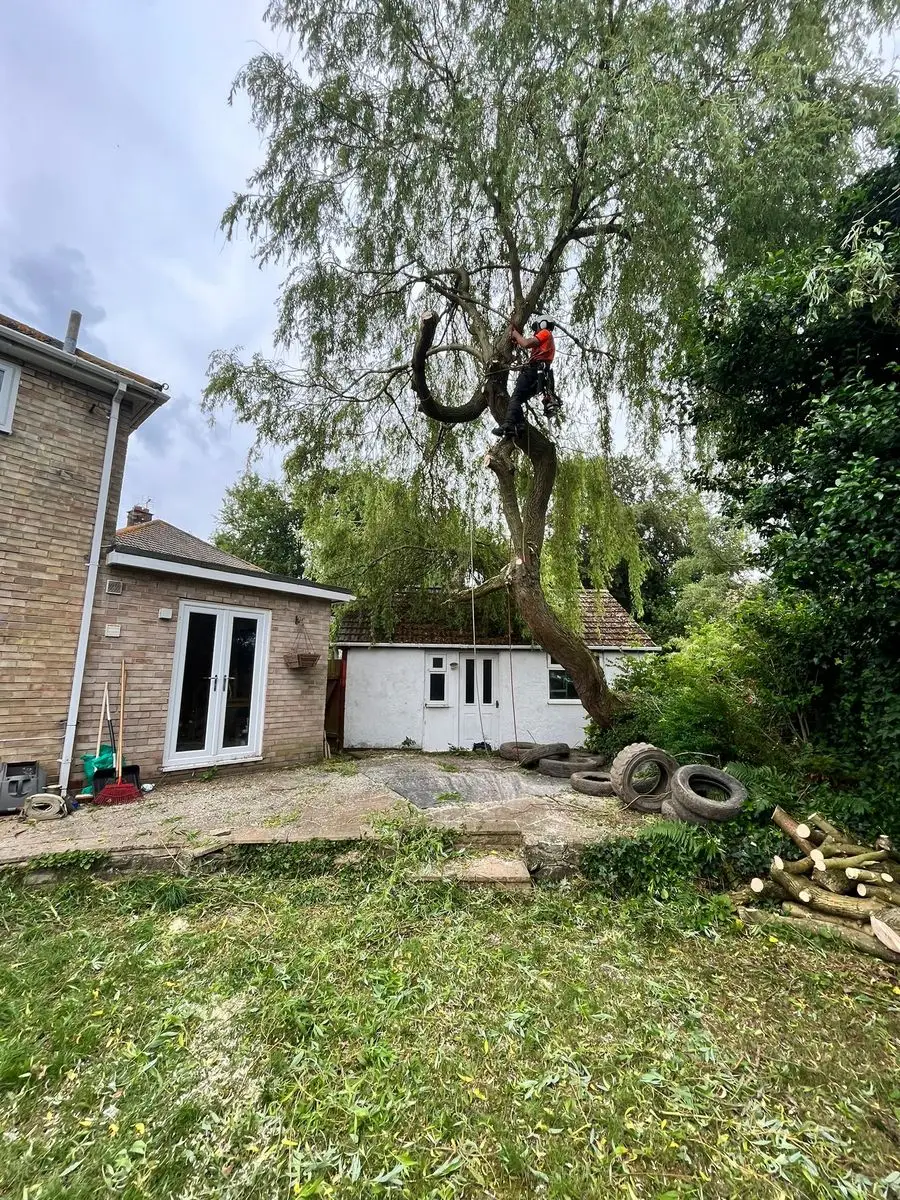 Tree surgeon climbing a large willow tree in a residential garden