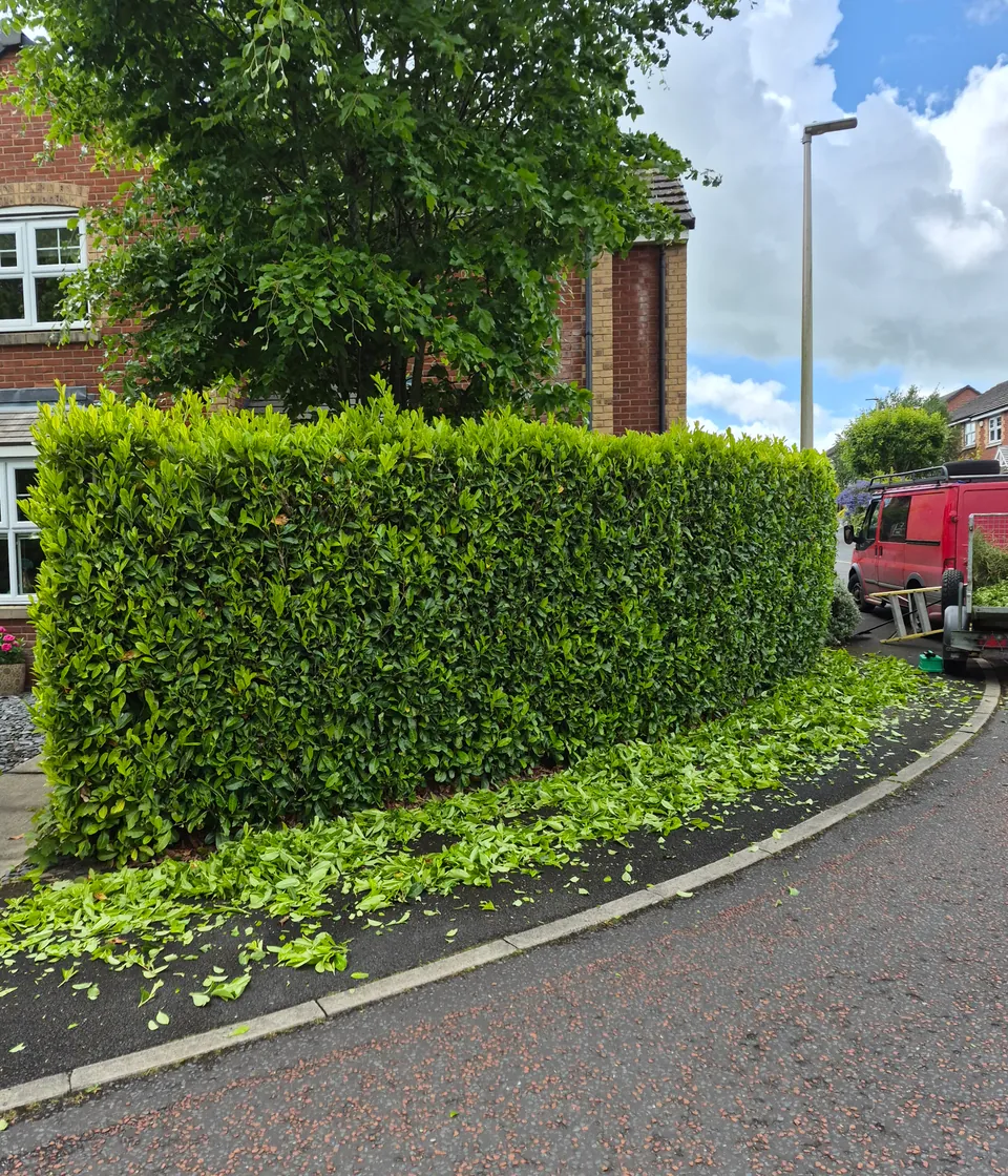 A long laurel hedge cut square and level along a pavement, clippings swept into a line