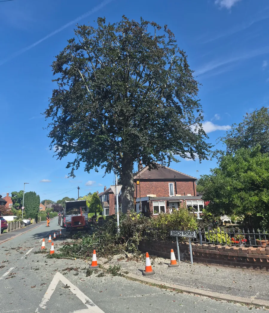The same copper beech after a crown reduction, smaller and more open but still its own shape