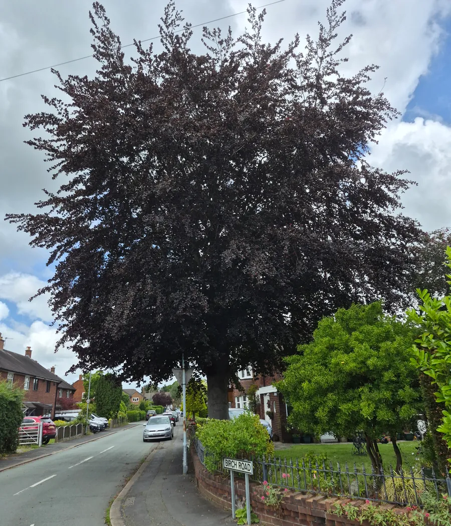 A large copper beech before reduction, its crown filling the road and overhanging the pavement